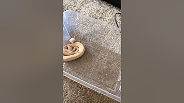 Candy Albino Ball Python strikes. Live feeding
