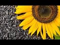 زراعة الصويا وعباد الشمس في أوكرانيا