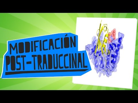 Vídeo: Un Recurso Integral Para Integrar Y Mostrar Modificaciones Post-traduccionales De Proteínas