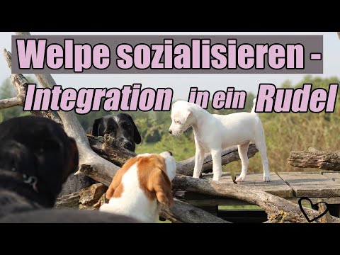 Video: Fragen Sie einen Experten - Geselligkeit mit einem Welpen