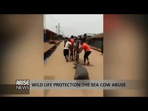 Animal cruelty: The sea cow/Manatee abuse - Enviromentalist