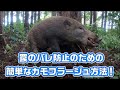 #152【有害鳥獣駆除】罠をカモフラージュして54kgの雌猪を捕獲！ - A simple way to camouflage your traps！