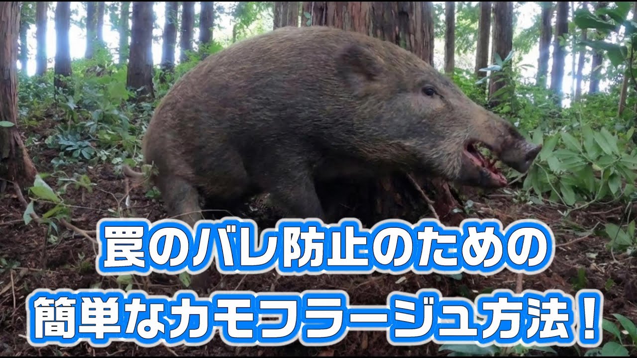 害獣駆除罠 152【有害鳥獣駆除】罠をカモフラージュして54kgの雌猪を捕獲！ - A