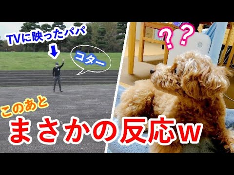 【検証】テレビに映ったパパに犬は気づくかやったらまさかの反応だったw【トイプードル】