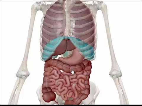 Liver , Gallbladder and Pancreas - YouTube