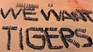 Школьники сформировали живую цепь в защиту тигров (новости) Школьники сформировали живую цепь в защиту тигров (новости)