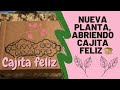 Nueva planta 🪴| UNBOXING ABRIENDO cajita feliz 📦