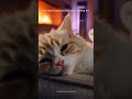 the sound that calms even the most anxious cats 🐾 #shorts #catmusic