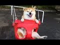 【癒し注意】おもわずほっこりしちゃう可愛い柴犬(shiba-inu)映像集