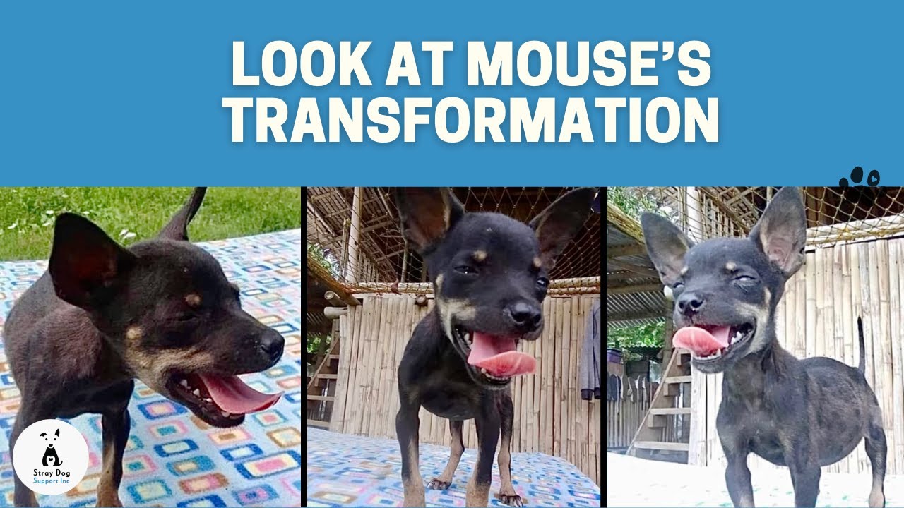 Look at Mouse's Transformation! - YouTube