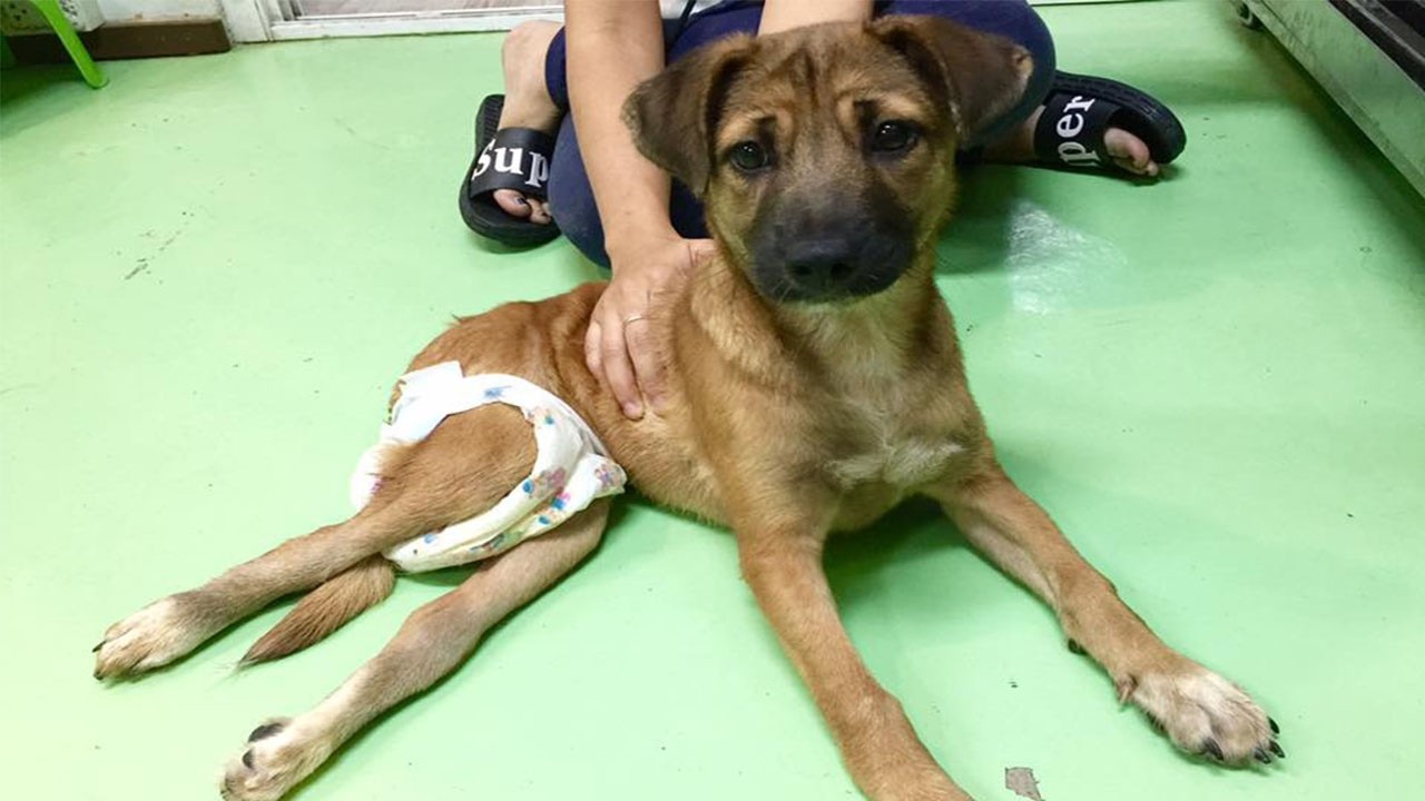 Handicapped HOPE Adopted from Thailand to Hesperia, CA, United States   Her Dream Comes True