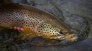 Montana PBS: Trout Decline - The Problems & Solutions