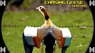 Chasing Geese Fx Maverick Fx Impact M3 Slugs Hunting Pest Control