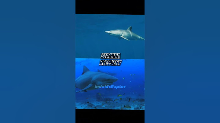 Mako Vs Bull Shark