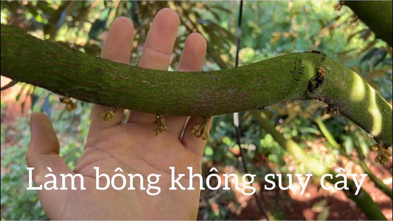 Làm bông không suy cây