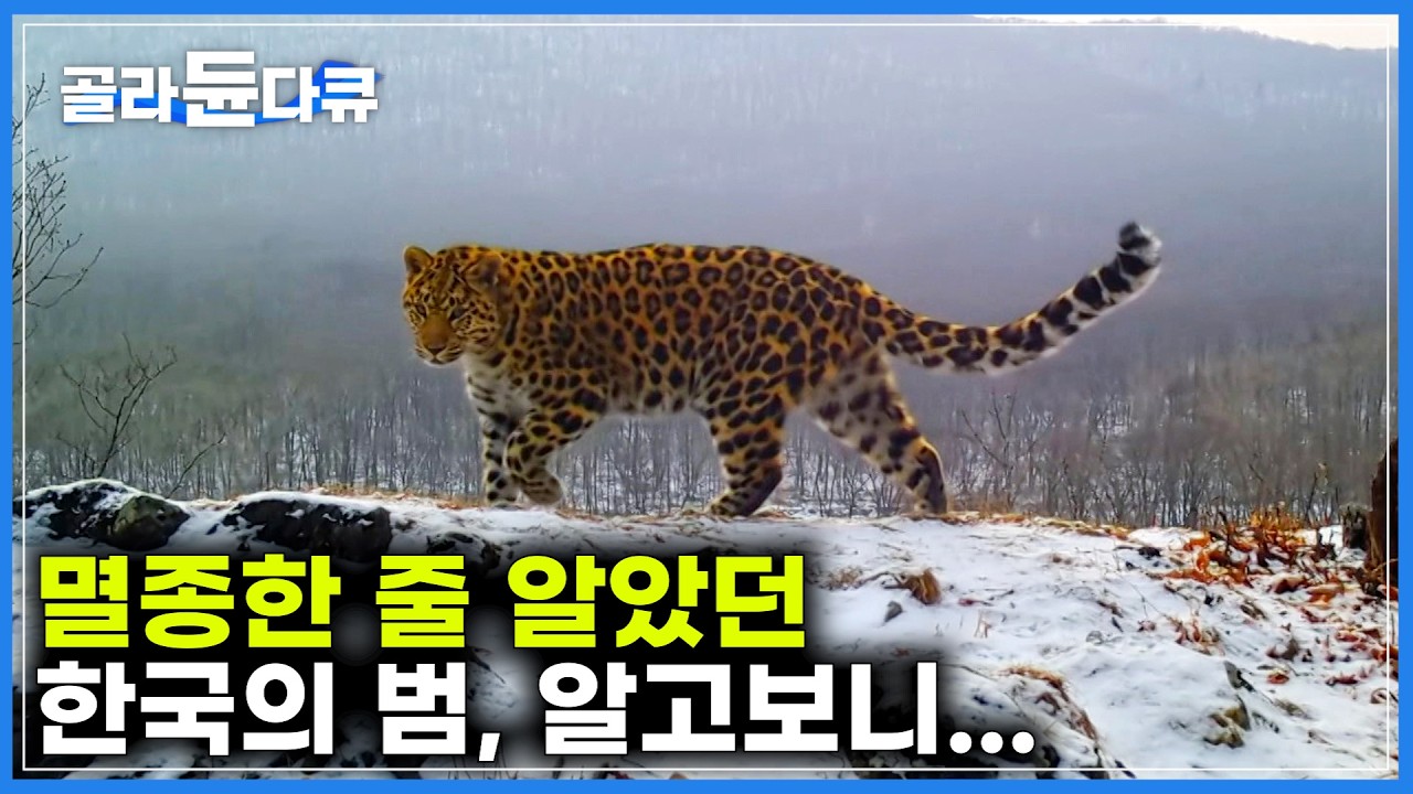 어느 순간 한반도에서 자취를 감춘 호랑이, 멸종한 줄 알았는데｜한반도 바로 위 러시아 국경에서 발견된 '한국 호랑이'와 '한국 표범'｜범의 땅｜다큐프라임｜#골라듄다큐