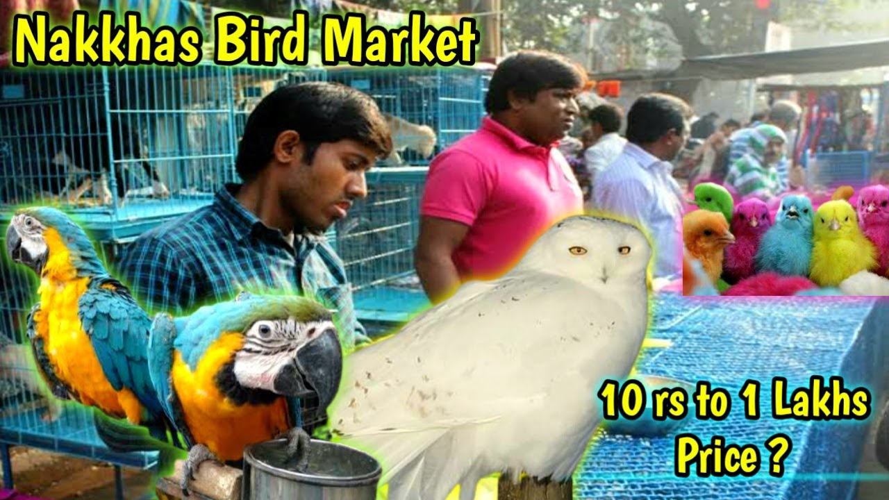 Nakhas Bird Market Lucknow Nakhas Chidiya Bazar with Rabbit,Lovebird,Parrot,Pigeon, cocktail