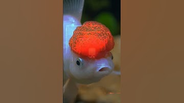 🐟 Goldfish Memory: Myth Busted! 🤯 (Science-Backed)