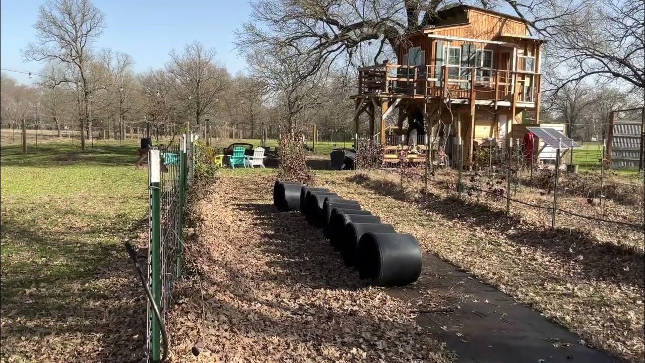 Thornless BlackBerry Cattle Panel Trellis YouTube