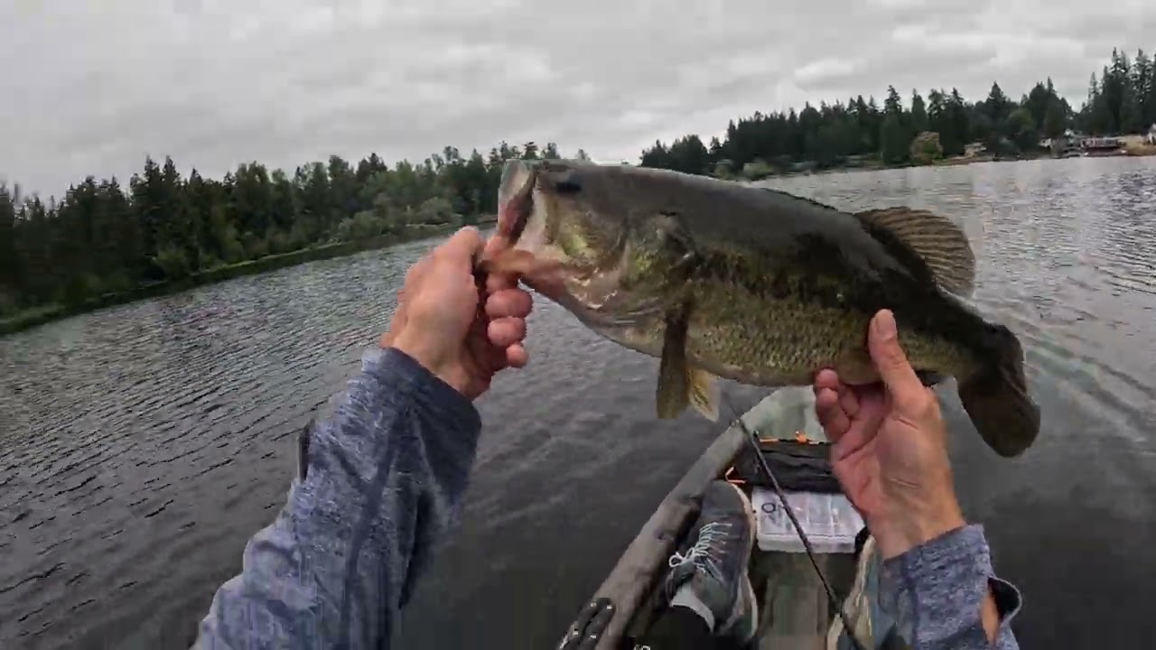 LMB Action #bassfishing #kayakfishing#pnwfishing