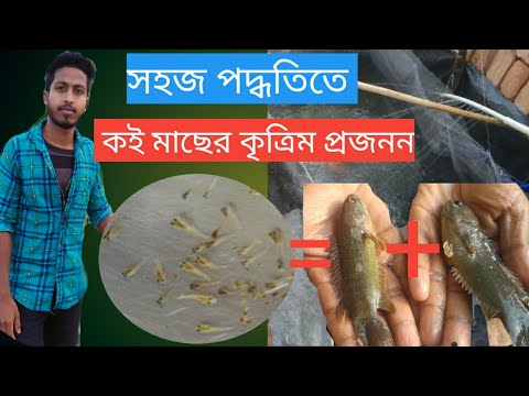 ভিডিও: মেটিং মাছ: বাড়িতে প্রজনন বৈশিষ্ট্য