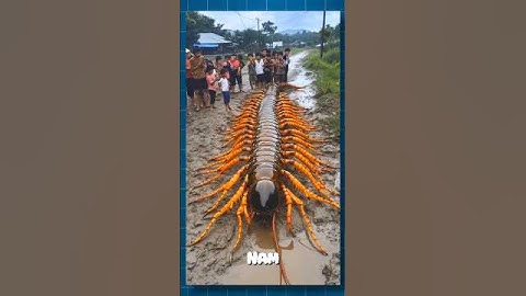 Loài Cuối Cùng Ở Việt Nam Chúng Ta #nguyenphuongthao