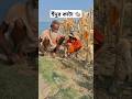 Rat cutting technique 17 #survival#agriculturesystem