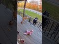 Dog Saves Baby From Bear Attack
