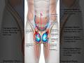 Why Are Male Testicles External? (60 Sec Science)