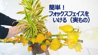 【簡単！フォックスフェイスのオシャレな飾り方】_頭の重い実の植物をいける_Sogetsu Ikebana