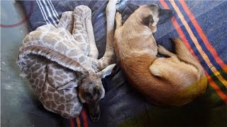 Baby Giraffe Makes An Unlikely Friend That Winds Up Saving His Life