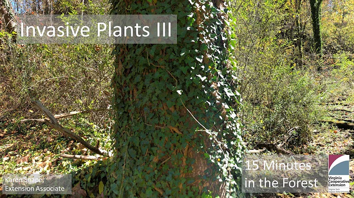 Fifteen Minutes in the Forest: Invasive Plants III