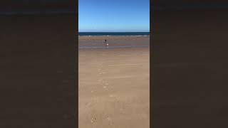 Pug Lulu And Snap Holkham Beach