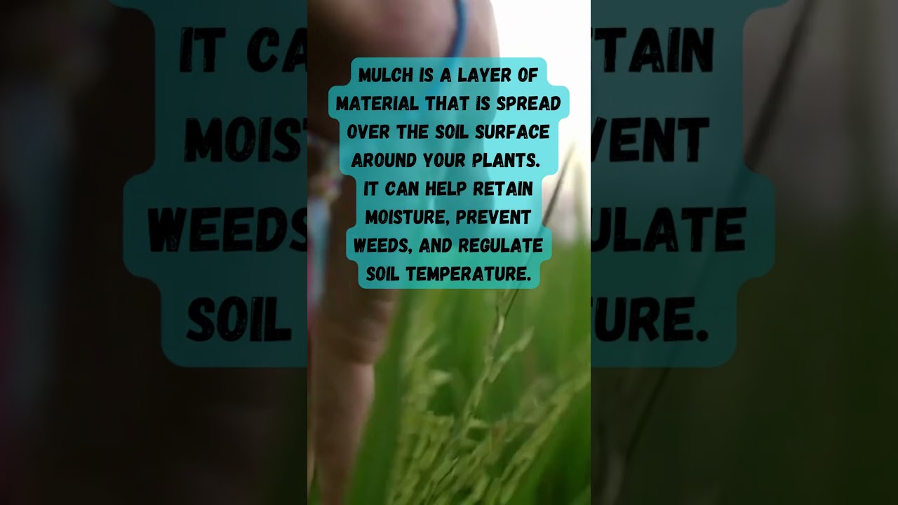 The Ultimate Guide to Creating Your Own Medicinal Garden