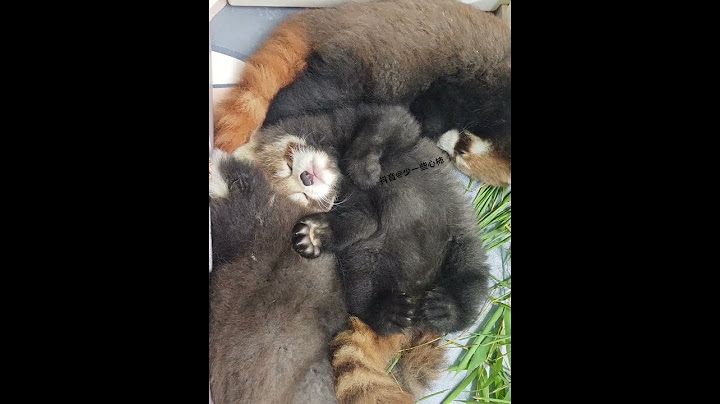 🆘小熊爪不要太萌啦！小熊猫 红熊猫 小熊猫不是小浣熊 奇妙的动物 小熊猫就不是熊猫了吗