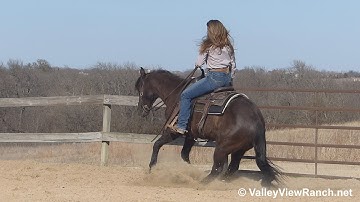 Poco - work gate x2, jog, lope-offs, big stops, spins! - ValleyViewRanch.net