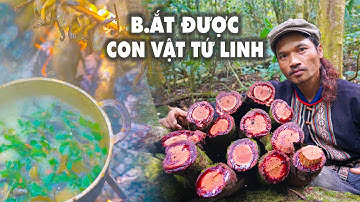 B.ẮT ĐƯỢC CON VẬT TỨ LINH VÀ MỘT BỮA NO SAY THỊT R.ỪNG | Già Làng Tây Nguyên