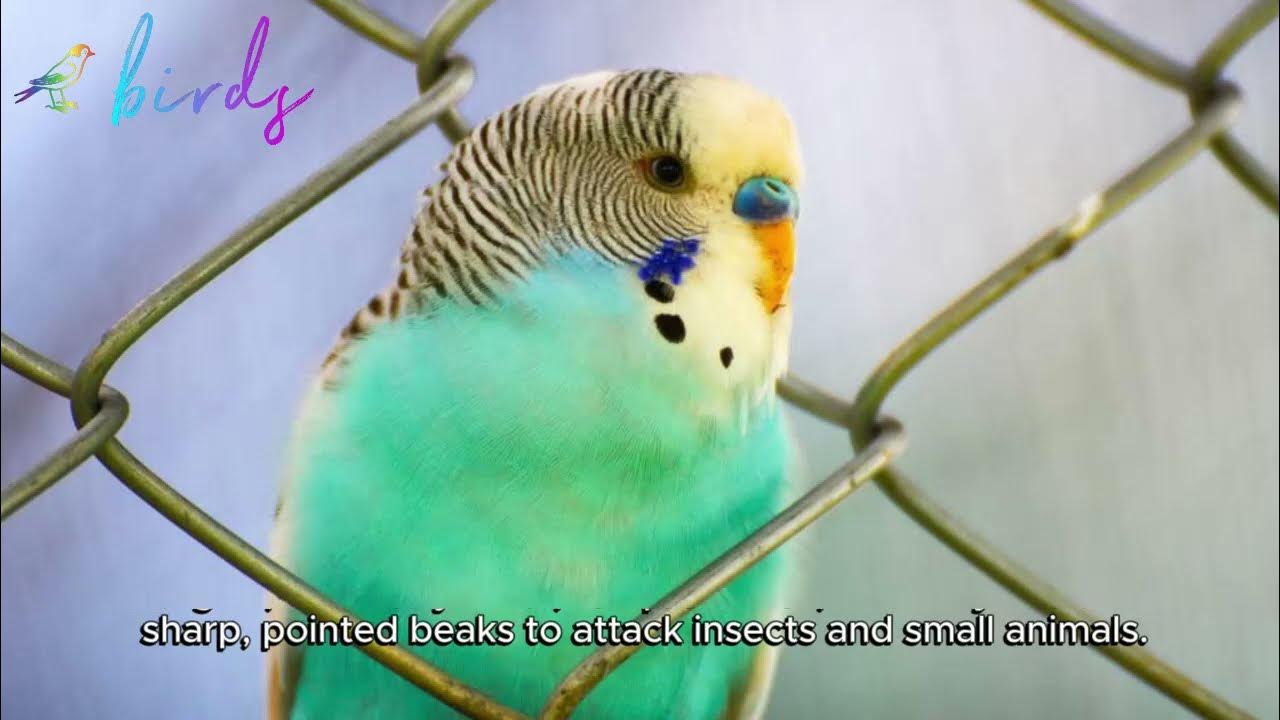 Why Do Budgies Flap Their Wings Really Fast YouTube why-do-budgies-flap-their-wings-really-fast-youtube