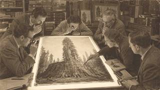 10 Carleton Watkins Photographs of California Old Growth — The Stumps Don't Match the Crowns