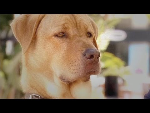 هاجن المتمرد يفوز ب سعفة الكلب 