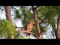 Barred owl after sunerise