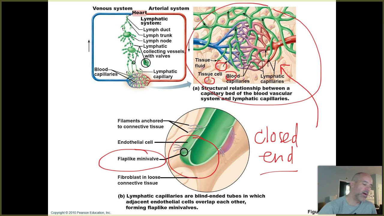 BIO 202 - UNIT 3 - CH 20/21 - LEC 1 - INTRO LYMPHATICS