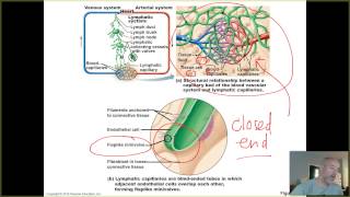 BIO 202 - UNIT 3 - CH 20/21 - LEC 1 - INTRO LYMPHATICS