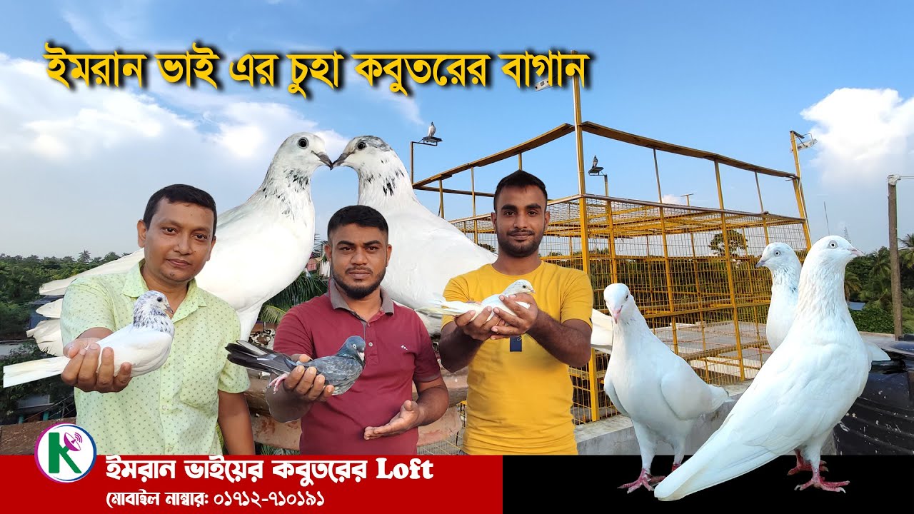 Best high flying pigeon in khulna।। ইমরান ভাই এর চুহার কবুতরের বাগান।। Imran Khan's Pigeon Loft