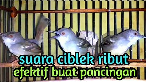 suara ciblek ribut efektif untuk pancingan ciblek agar cepat gacor.