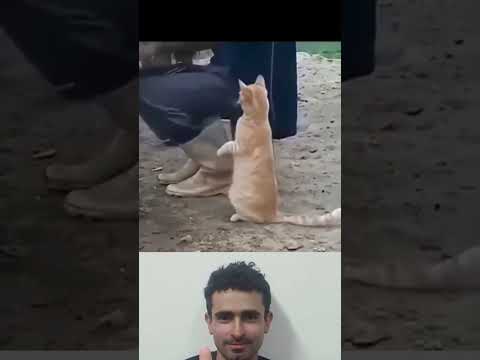 الرجل الطيب سكب حليب البقر للقطة وكأنه يسقي قلب ا عطشان ا بالحنان لايك استراك متابعه