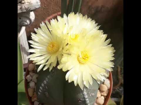 Vídeo: Astrophytum Cactus Care - Dicas sobre o cultivo de plantas de cacto estrela