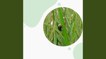 Spectacular Moods for Lazy Days