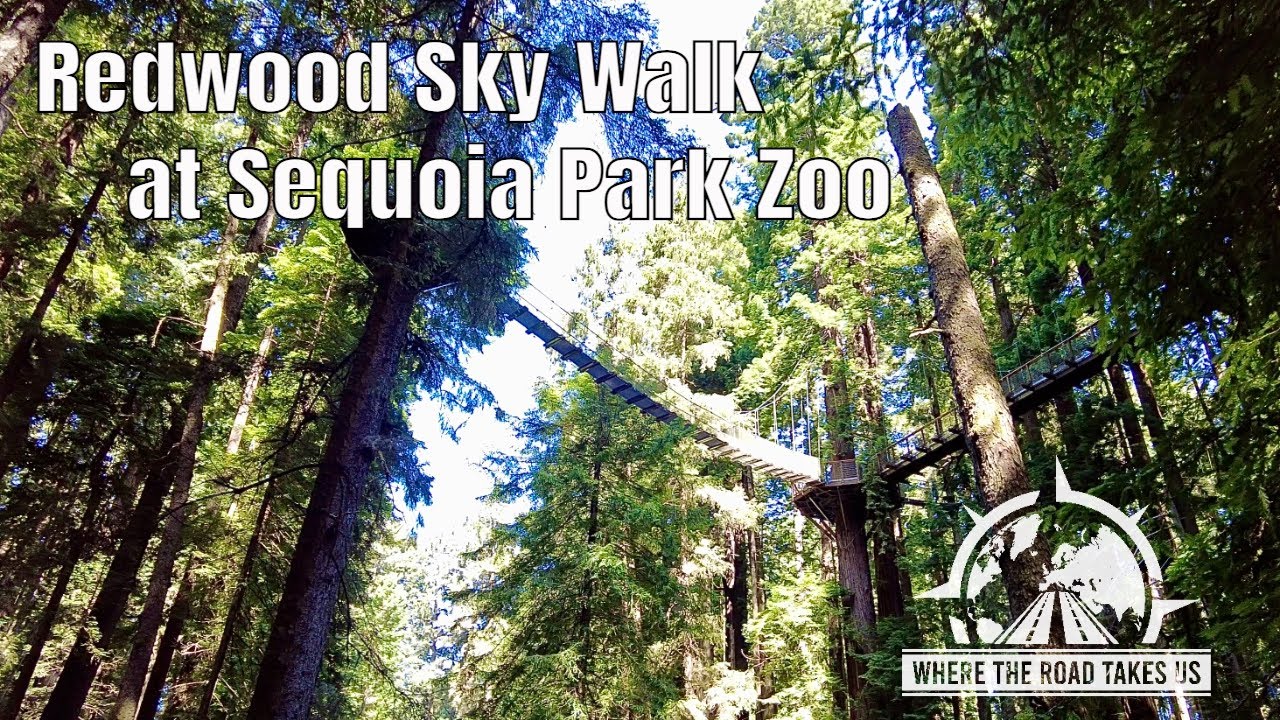 4K Redwood Sky Walk At Sequoia Park Zoo Eureka CA YouTube 4k-redwood-sky-walk-at-sequoia-park-zoo-eureka-ca-youtube