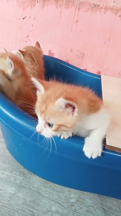 #oyen #meong